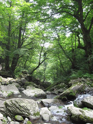 a.mori 3.jpg